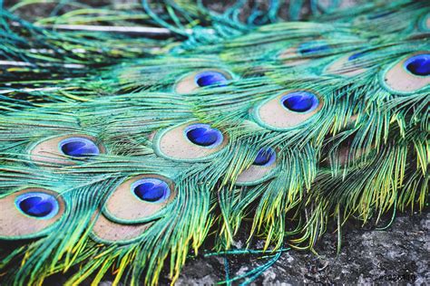 realistic peacock feather